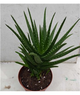 Aloe mitriformis hybrid