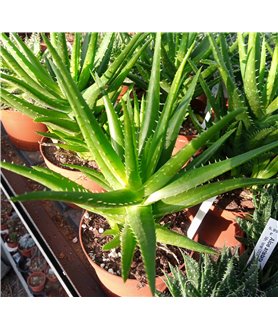 Aloe mitriformis hybrid