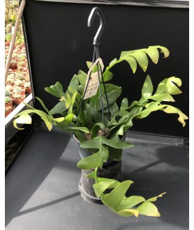 Epiphyllum chrysocardium Hanging pot