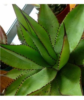 Agave obscura