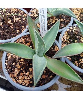 Agave parryi v. couesi