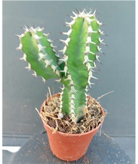 Euphorbia_coerulescens 6cm