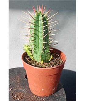 Euphorbia ferox 6cm