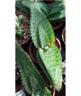 Aloe greathedii var- greathedii