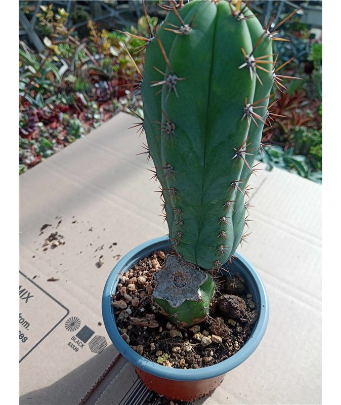 Trichocereus pachanoi rooted cutting