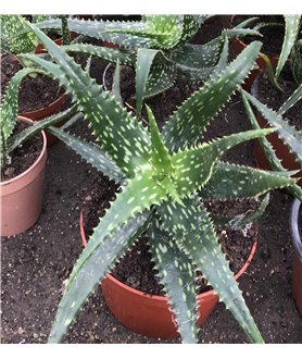 Aloe jucunda X somaliense