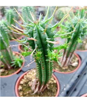 Euphorbia cereiformis