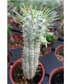 Euphorbia mammillaris variegata