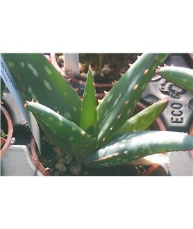 Aloe rudikoppe