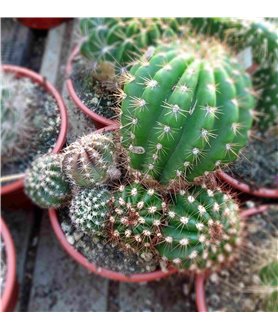 X Trichoechinopsis Cactus Shop hybrid
