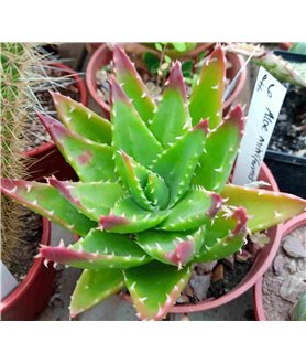 Aloe mitriformis 10cm pot