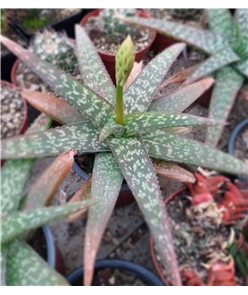 Aloe sinkatana in bud