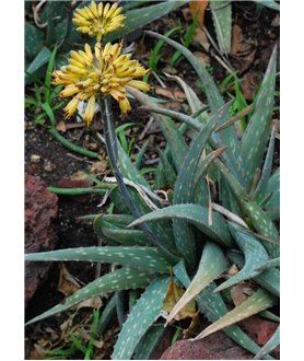 Aloe sinkatana in flower