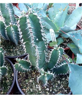 Euphorbia coerulescens 13cm