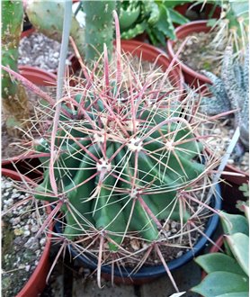 Ferocactus horridus longispinus 13cm pot