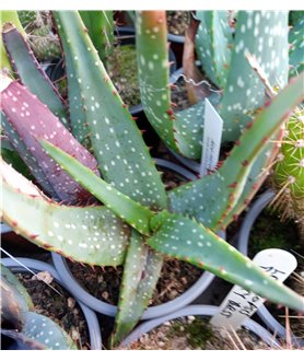Aloe microstigma 9cm pot