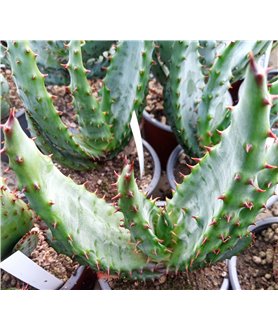 Aloe marlothii 9cm pot