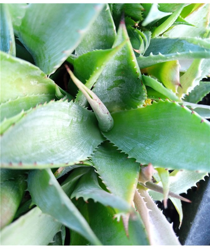 Agave magnifica