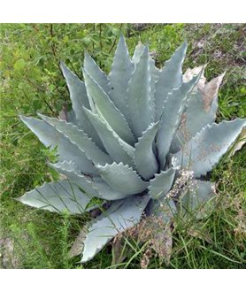 Agave temacapulinensis Maguey Blanco