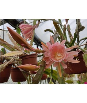 Epiphyllum Ralphs Pink Cascade