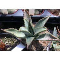 Agave parryi v. cousei