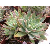 Aloe brevifolia 9cm pots
