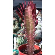 Euphorbia trigona Royal Red