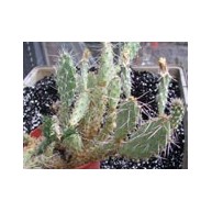 Opuntia arenaria SB964 El Paso Co. Tx.