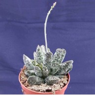 Adromischus festivus 8.5cm pot