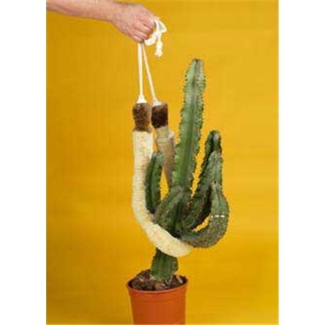 Cactus sling