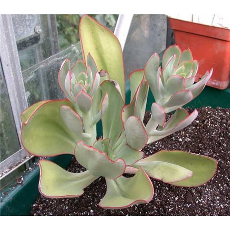 Echeveria rubromarginata