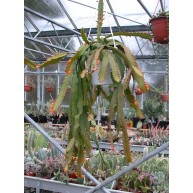 Rhipsalis monacantha hanging pot