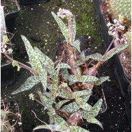 Scilla pauciflora
