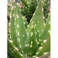 Aloe mitriformis Special