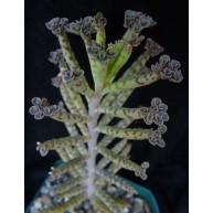 Kalanchoe tubiflora 7cm pot