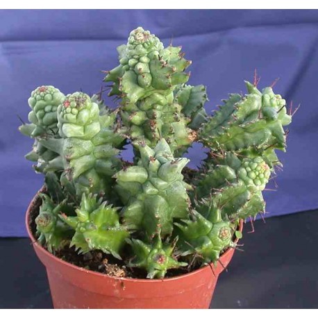 Euphorbia horrida f. monstrosa