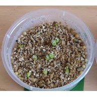 Growing Cactus from seed Indoors Free download
