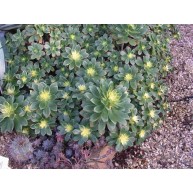 Aeonium haworthii variegata 8.5cm pots