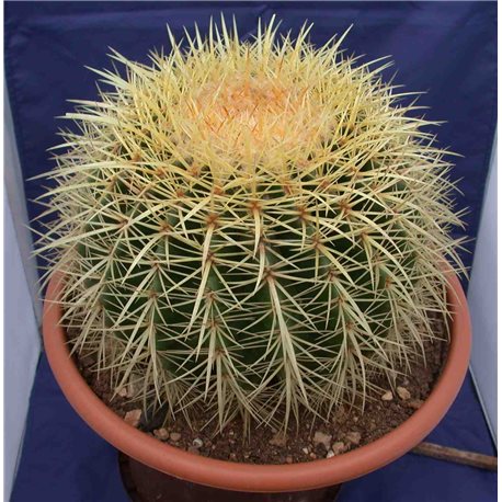 Echinocactus grusonii 24cm
