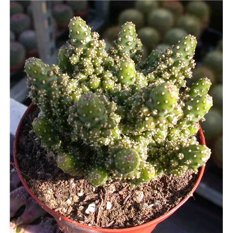 Cactus in 9cm pot