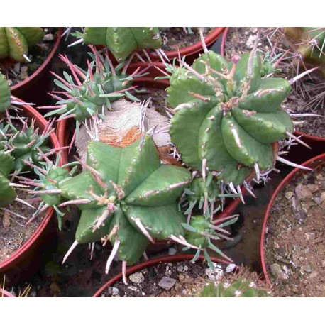 Euphorbia pulvinata