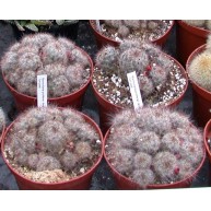 Mammillaria proliferav. texana 9cm pot