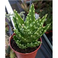 Aloe mitriformis Special
