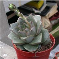 Succulent in 6.5 cm pot