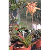 Aloe jucunda X somaliense 9m pot
