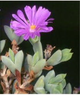 Braunsia apiculata
