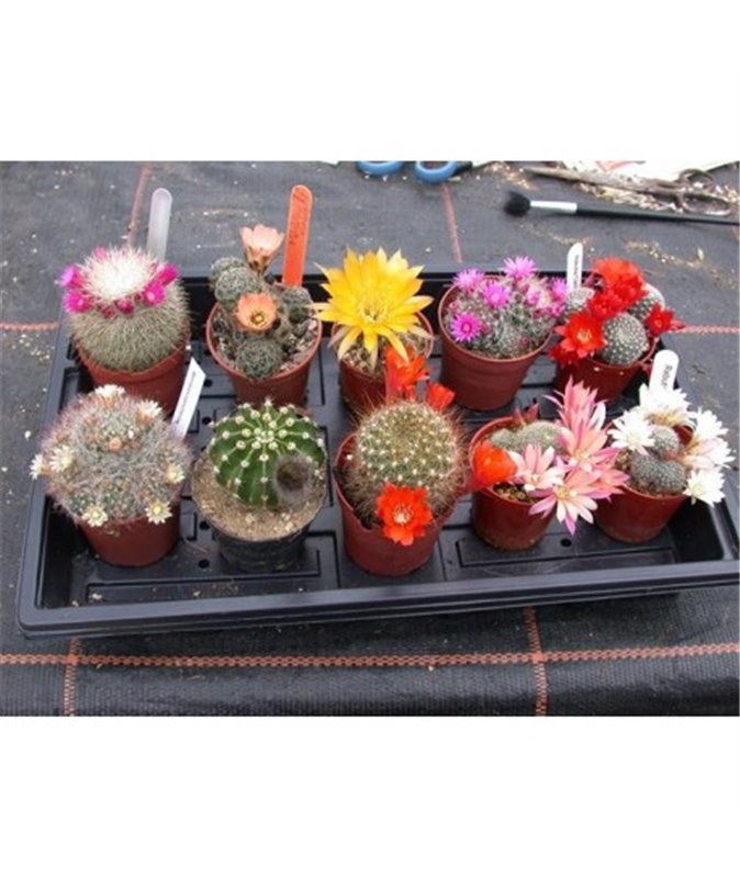 Easy Flowering Cactus Collection