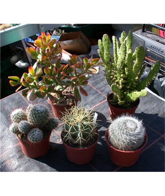 CACTUS or SUCCULENT COLLECTION Larger sizes