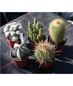 CACTUS or SUCCULENT COLLECTION Larger sizes