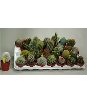 BEGINNER'S CACTUS AND SUCCULENT COLLECTION